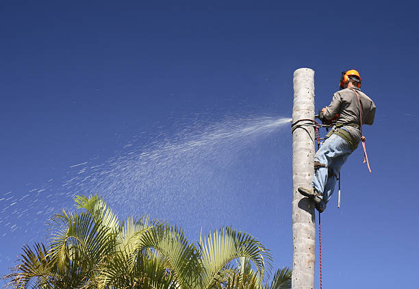 Best Emergency Tree Removal  in Mcadoo, PA