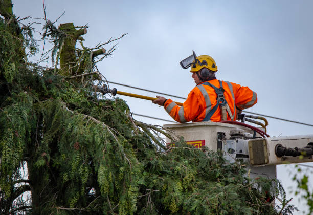 Best Tree Disease Treatment  in Mcadoo, PA