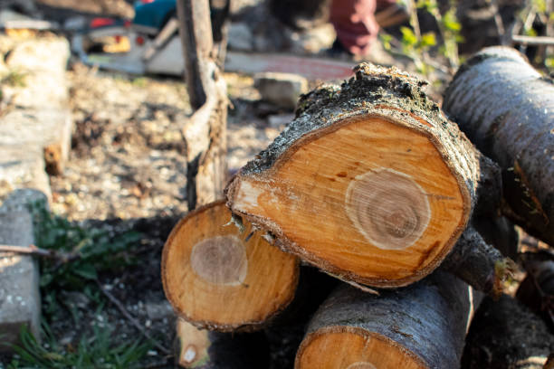 Best Tree Trimming and Pruning  in Mcadoo, PA