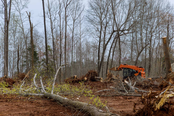 Best Root Management and Removal  in Mcadoo, PA