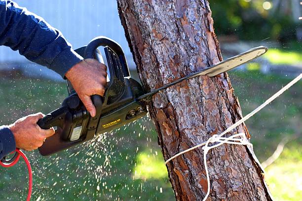 Best Storm Damage Tree Cleanup  in Mcadoo, PA