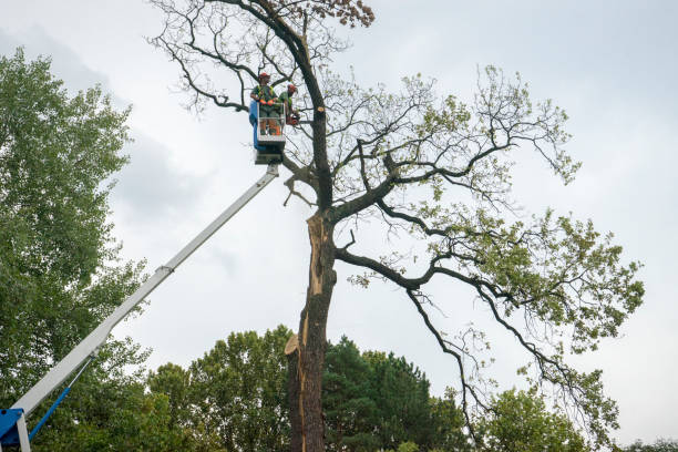 Best Palm Tree Trimming  in Mcadoo, PA