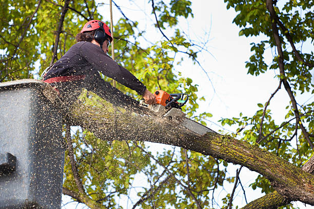 Best Tree Preservation Services  in Mcadoo, PA